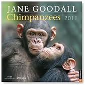 Jane Goodall Chimpanzees: 2011 Wall Calendar