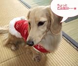 �����ꥹ������� ����ԡ������Τ��襤���ǥ�������䥯�ꥹ�ޥ��ѡ����� ��������� MDS������