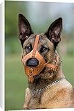 IMAGE OF Canvas Prints of Dog - Malinois / Belgian Shepherd Dog, wearing muzzle from Ardea Wildlife Pets
