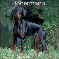Dobermann 2010 Wall Calendar