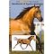 Favorite Equine Anatomy References for Artists