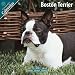 terrier43 - Boston Terriers 2010 Wall Calendar 12 X 12