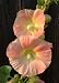 No. 62 Peachy Pink 15 Hollyhock Flower Garden Seeds Plus Additional Package