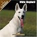 White Shepherd 2008 Wall Calendar