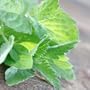 200 Seeds, Spearmint Herb (Mentha spicata) Seeds By Seed Needs