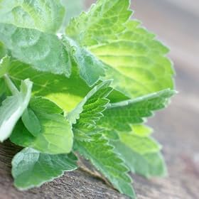 Spearmint Herb - 200 Seeds + *Free Seeds*