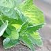 200 Seeds, Spearmint Herb (Mentha spicata) Seeds