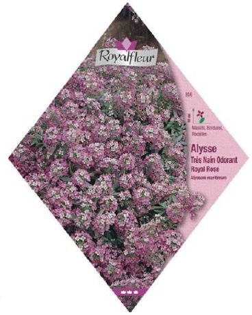 ロイヤルフルール アリッサム Royal Pink Very Dwarf