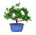 Brussel's DT0107G Gardenia Indoor Bonsai Tree