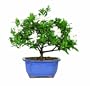 Brussel's DT0107G Gardenia Indoor Bonsai Tree