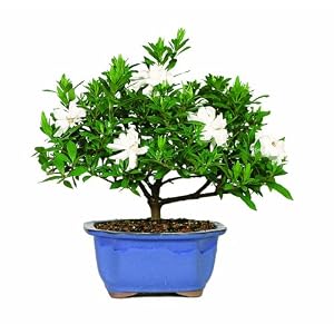 Brussel's DT0107G Gardenia Indoor Bonsai Tree by 