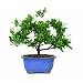 Brussel's DT0107G Gardenia Indoor Bonsai Tree