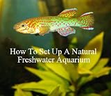 Produkt-Bild: How To Set Up A Natural Freshwater Aquarium