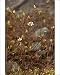 Photographic Prints of Teesdale sandwort from Ardea Wildlife Pets