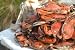 The Crab Place 1 dozen steamed Premium (5 -6 ) male Maryland hard crabs 120-Ounce Box