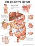 The The Digestive System Anatomical Chart