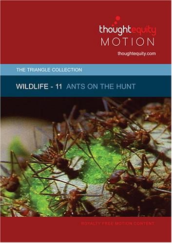 Wildlife 11 - Ants on the Hunt by Ant Videos