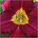 Ruby Stella Daylily Perennial - Hemerocallis Ruby Stella Daylily Perennial - Hemerocallis
