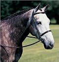 Newport Breastplate with Standing Attachment