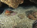 California Spiny Lobster Out in the Open Reef Photographic Poster Print, 32x24