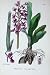Botany Plants C1902 Early Purple Orchis Colour Flowers