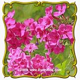 1 Lb Drummond Phlox (Phlox drummondii) Bulk Wildflower Seeds