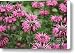 Bee Balm Canvas Print / Canvas Art - Artist Carol Groenen