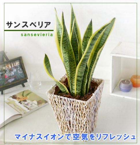 【フラワーマーケット花由】【観葉植物】空気清浄樹“サンスベリア”inバスケット