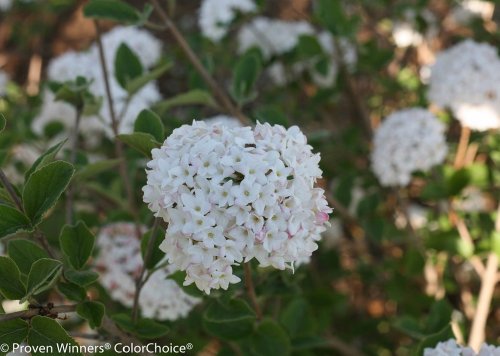 Spice Baby TM Korean Spice Viburnum - Proven Winners Spice Baby TM Korean Spice Viburnum - Proven Winners