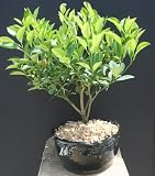 Meyer Lemon Bonsai Tree by Sheryls Shop 51IEhMzev1L. SL160 Meyer Lemon Bonsai Tree by Sheryls Shop