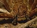 A Close View of a Large Huntsman Spider, Heteropoda Species Photographic Poster Print, 24x18