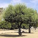 EUROPEAN OLIVE TREE - OLEA EUROPAEA 10 seeds