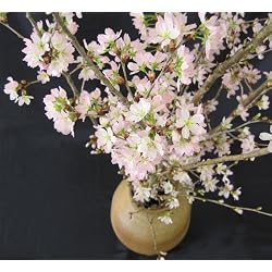 【発送は2月下旬から】【送料無料】冬の桜 山形県産「啓翁桜」80cm×10本
