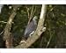 Photographic Prints of Kereru or New Zealand Pigeon from Ardea Wildlife Pets