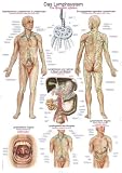 Lehrtafel Das Lymphsystem