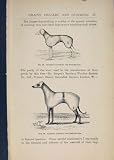 Review Old-print  / DOG DOGS COLLAR COLLARS CHAIN CHAINS GREYHOUND PRINT