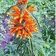 African Lion Tail 150 Seed-Leonotis leonorus-Wild Dagga