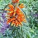 African Lion Tail 150 Seed-Leonotis leonorus-Wild Dagga