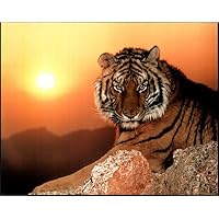 Ron Kimball Tiger Sunset Art Print POSTER wild animal