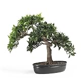 Japanese Artificial Ficus Bonsai 16