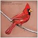 Old Crows/Young Cardinals