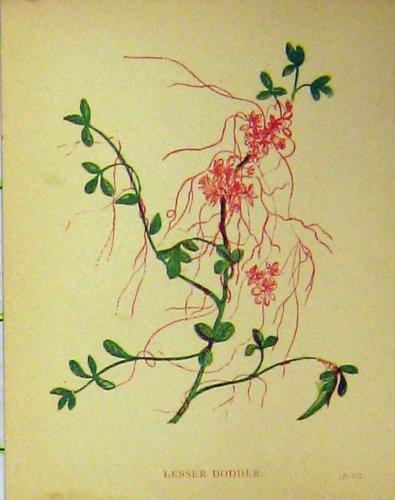 Lesser Dodder Plant C1880