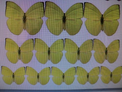 12 Edible Butterflies Yellow Green Color in 3 Different Sizes