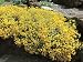 Basket of Gold Flowers Growing on a Rock (Alyssum Saxatile) Photographic Poster Print by A. Moreschi, 40x30