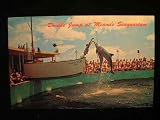 Seaquarium, Double Dolphin Jump, Miami, Florida PC