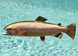 Taxidermy 22 Fiberglass Rainbow Trout Wall Mount