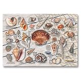 Seashell Print Placemat, 9-3/4 x 14 569337