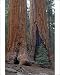 Photographic Prints of COS-1574 Giant Sequoia / Wellingtonia / Sierra Redwood trees from Ardea Wildlife Pets