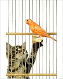 Photographic Prints of Cat - Kitten playing with Canary in cage from Ardea Wildlife Pets