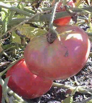 Giant Belgium Pink Tomato 65 Seeds -Heirloom/Huge/Sweet